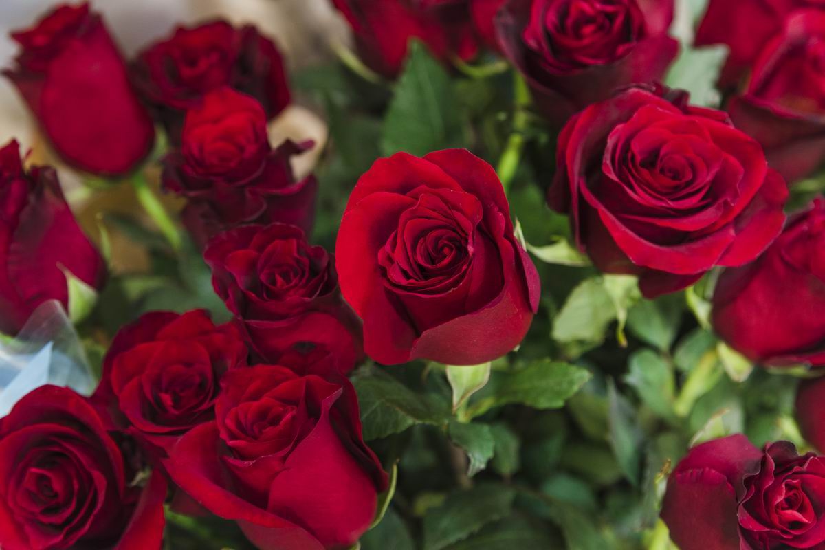 Le nombre de roses idéal dans un bouquet de fleurs