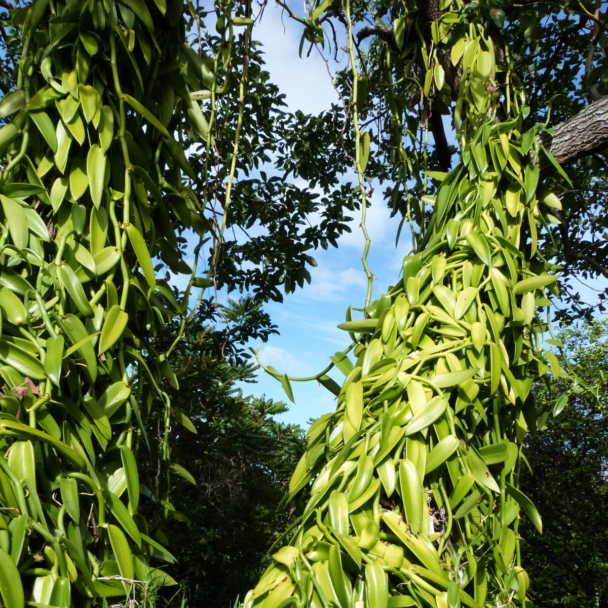 Comment est fabriquée la vanille de Madagascar